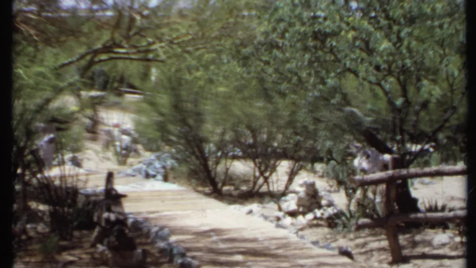 1971 California home-movie frame of a sunlit trail through arid landscaping with a log fence, cactus, rocks, shrubs, and stone figures.