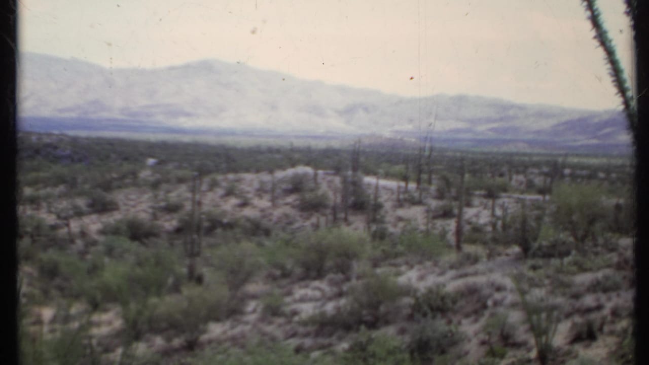 Desert scrub and cactus stems with distant mountains under a hazy sky.
