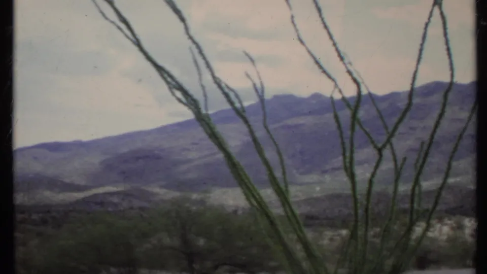 Vintage 8mm frame from California showing vertical cactus stems, low desert brush, and a muted mountain ridge under pale sky.