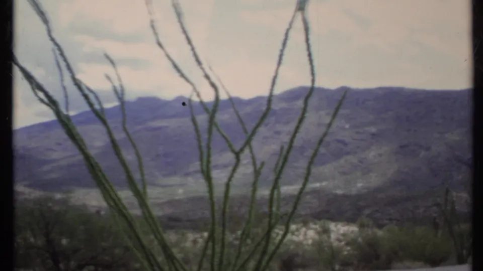 1971 California home-movie frame with cactus stems in front of rolling mountains, sparse desert shrubs, and visible 8mm film wear.
