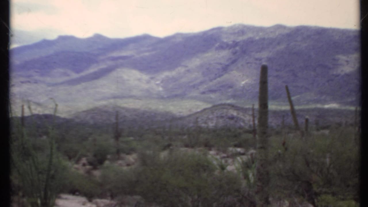 Tall cactus and desert scrub before a distant mountain range under a pale sky.