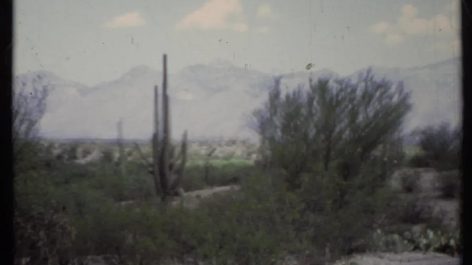 1971 California desert view with columnar cacti, prickly pear pads, thick shrubs, a sandy foreground, and hazy mountains beyond.
