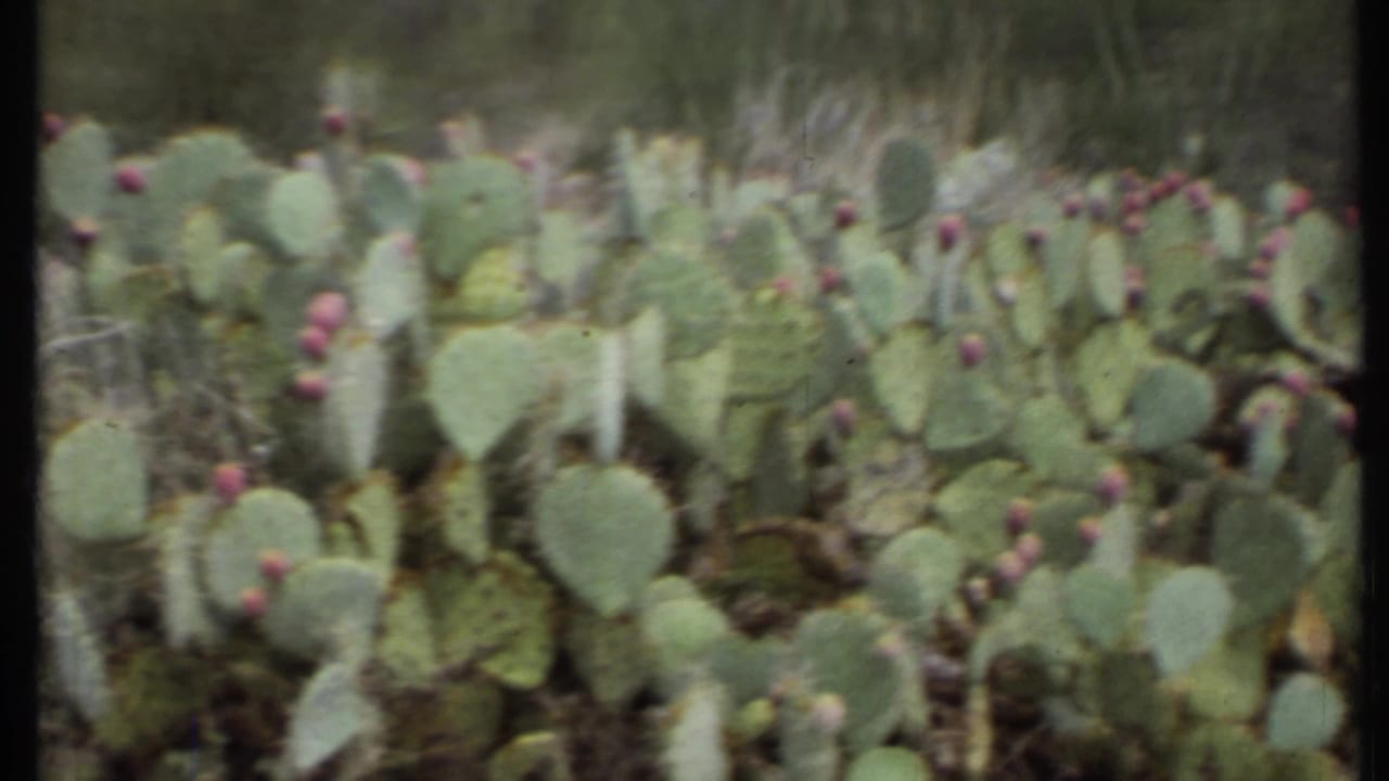 Prickly pear cactus pads with small pink blossoms in desert brush.