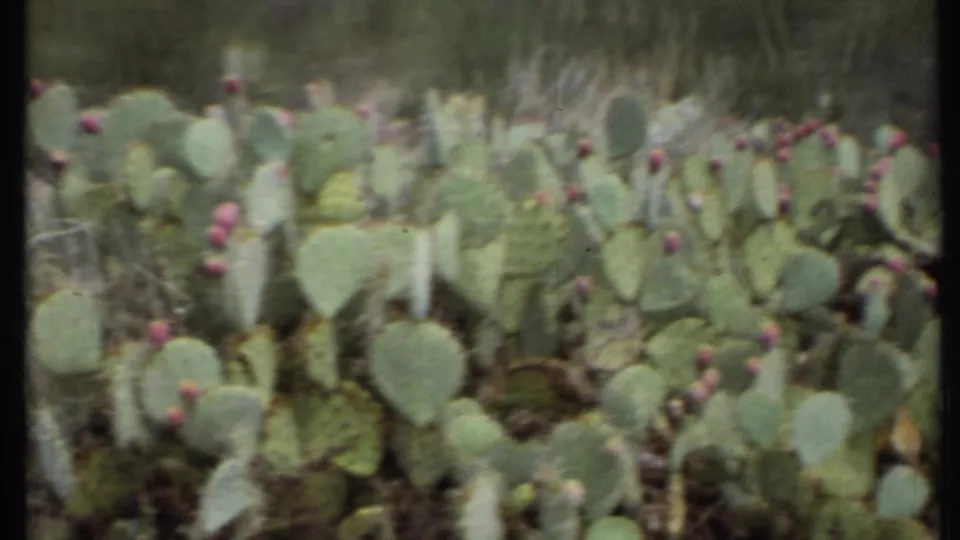 1971 8mm frame of prickly pear cactus pads with pink blossoms in a dry California desert garden setting.