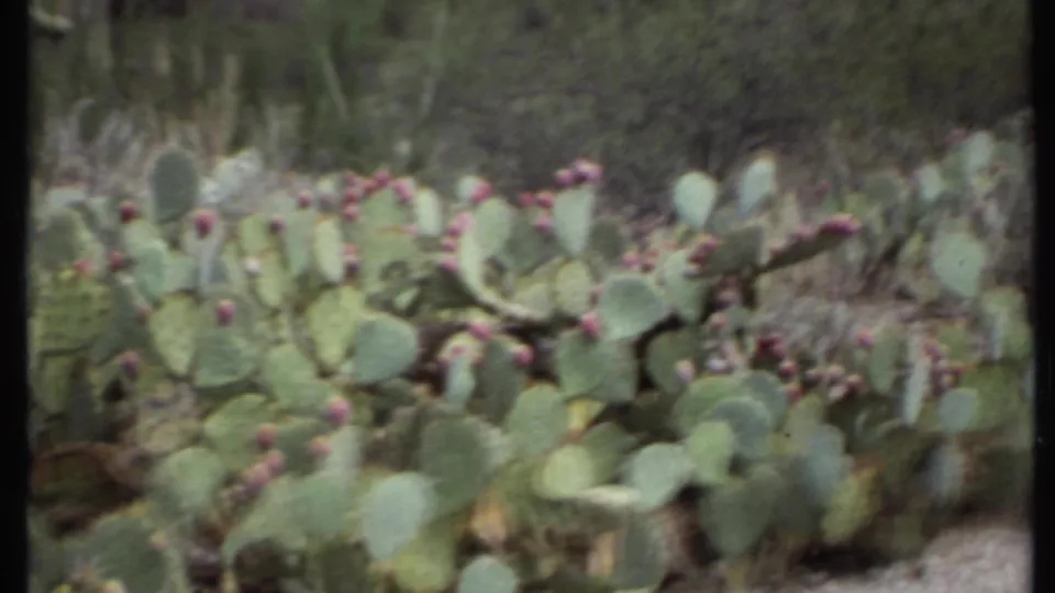 Handheld 8mm view of flowering prickly pear cactus in a dry desert planting, supported by 1971 California metadata.