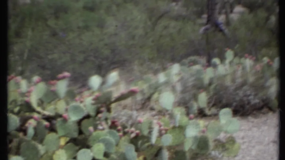 1971 California 8mm frame with motion-softened prickly pear cactus, pink blossoms, brush, and light sandy ground.