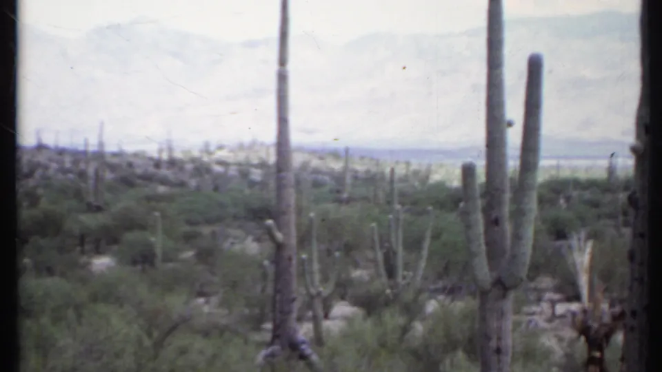 Wide 1971 8mm view of tall saguaro-like cacti, desert scrub, pale sky, and distant mountain ridges in California metadata context.