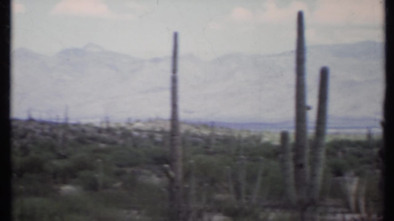 Tall columnar cacti and low desert scrub with hazy mountains in the distance.