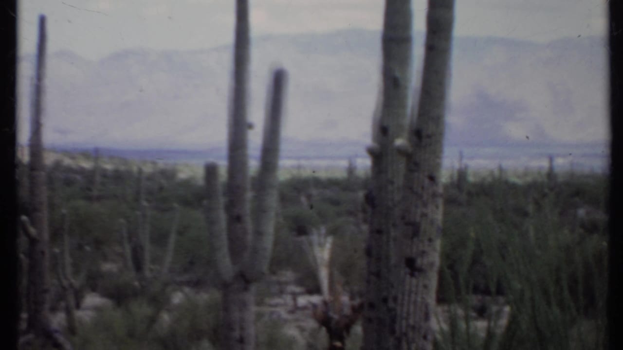 Tall columnar cacti and desert brush stand before hazy mountains under a pale sky.