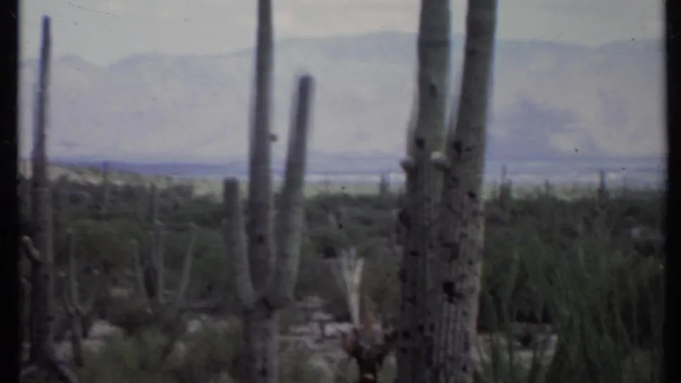 1971 California home-movie frame showing tall desert cacti, scrub vegetation, and distant hazy mountain ridges.