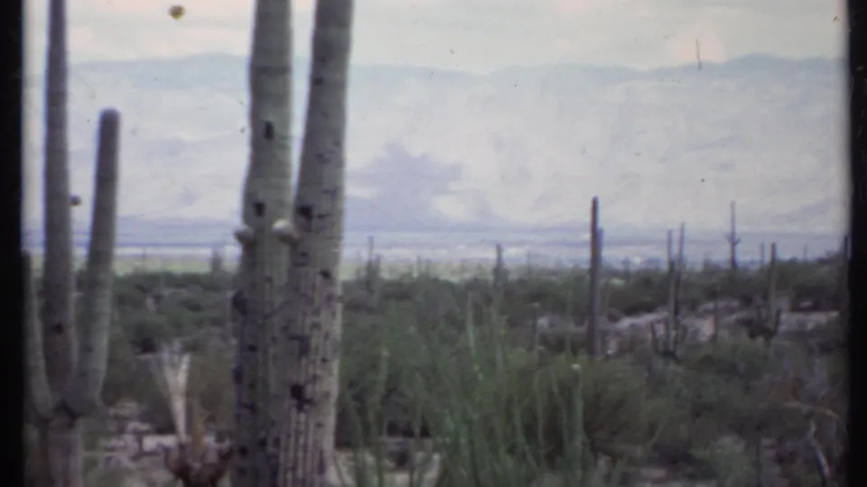 1971 California desert view with columnar cacti, low scrub, and a soft mountain horizon on 8mm film.