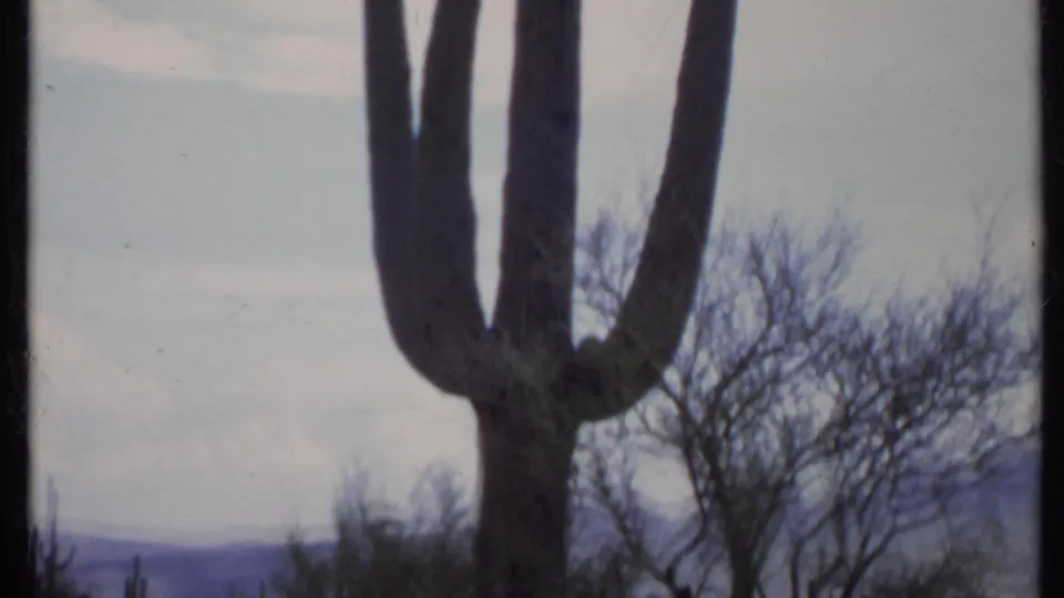 The handheld 8mm view moves closer to a tall cactus, with leafless desert trees, pale sky, and mountains in the background.