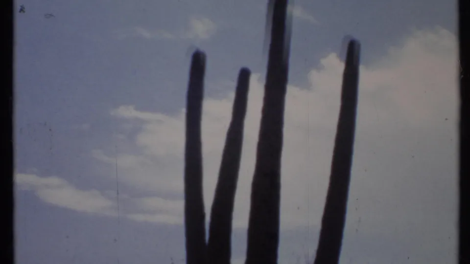 Upward 1971 8mm desert view of tall cactus arms silhouetted against a blue, clouded sky with soft film texture.