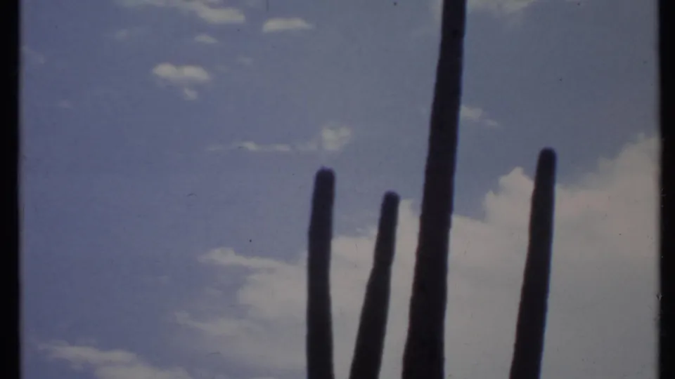 1971 8mm frame from California showing tall cactus columns dark against a blue, lightly clouded sky.