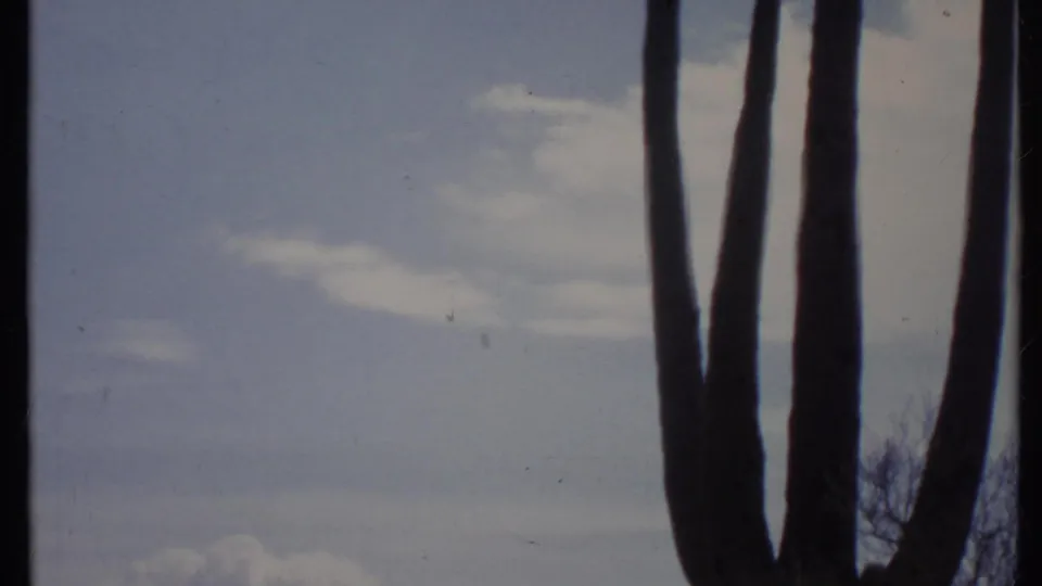 1971 8mm California desert frame showing cactus trunks, pale sky, low brush, and distant hills near the bottom edge.