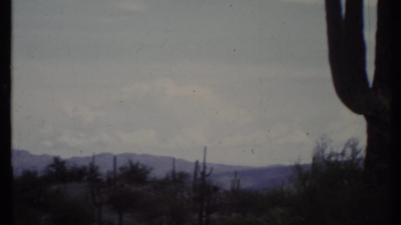 Tall cactus trunk in foreground with desert shrubs, distant mountains, and hazy sky.