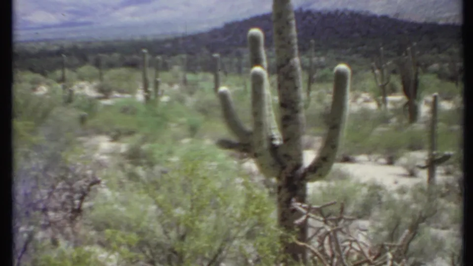 Wide 1971 desert view with a tall saguaro-like cactus, scattered shrubs, sandy ground, and distant mountains under haze.