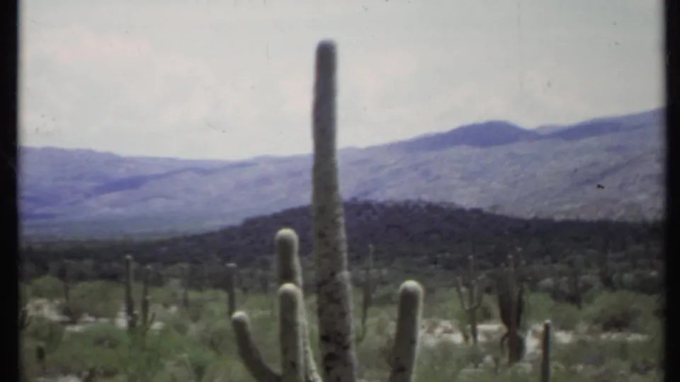 Soft 8mm frame of a cactus-filled desert plain, with tall cactus columns in the foreground and mountains across the horizon.