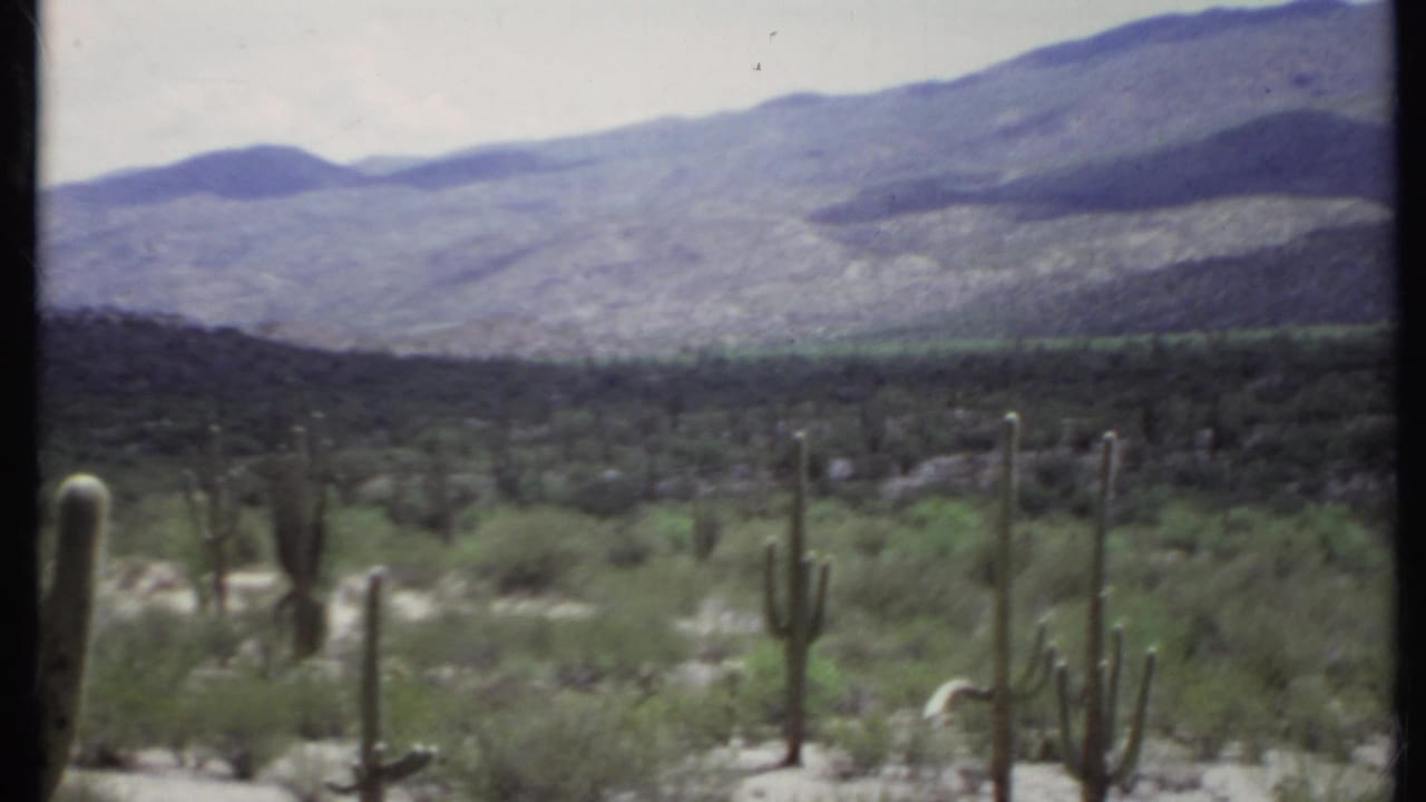 Desert cacti and scrubland in front of distant mountains under a pale sky.