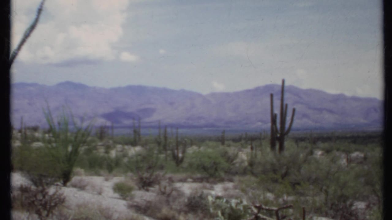 Desert shrubs and tall cacti with mountains across the horizon.
