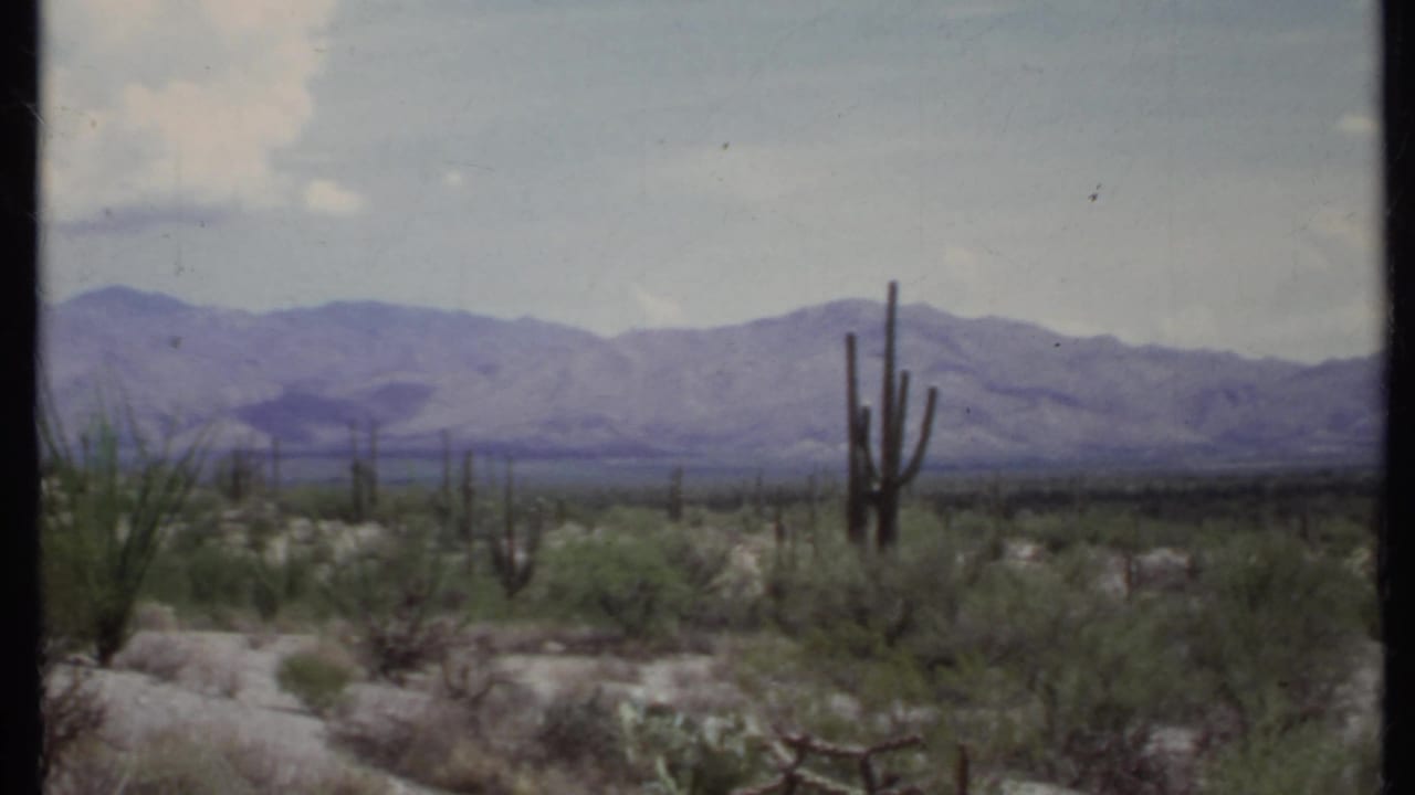 Cacti and desert brush stand before a distant mountain range.