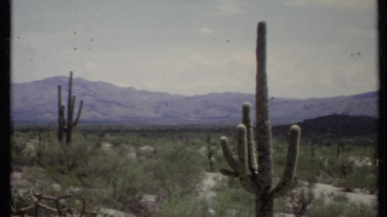 Saguaro cacti and desert shrubs with distant mountains under a cloudy sky.