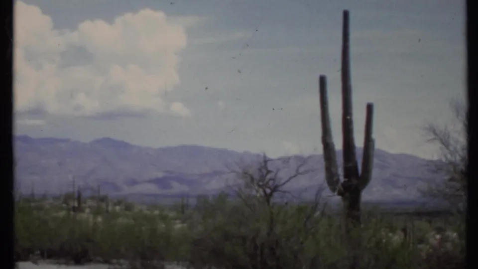 1971 home-movie frame of a tall saguaro, bare desert tree, scrub vegetation, and distant mountains under pale clouds.