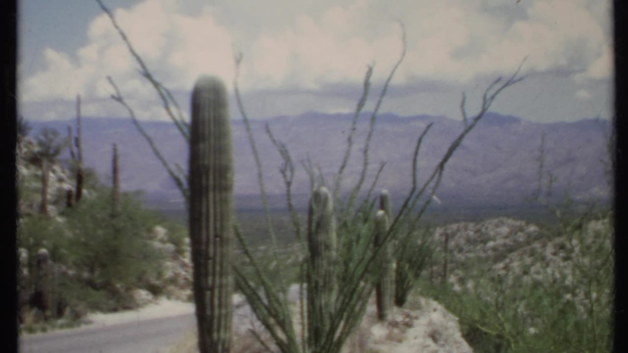 Tall cactus and ocotillo-like plants beside a desert road with mountains behind.