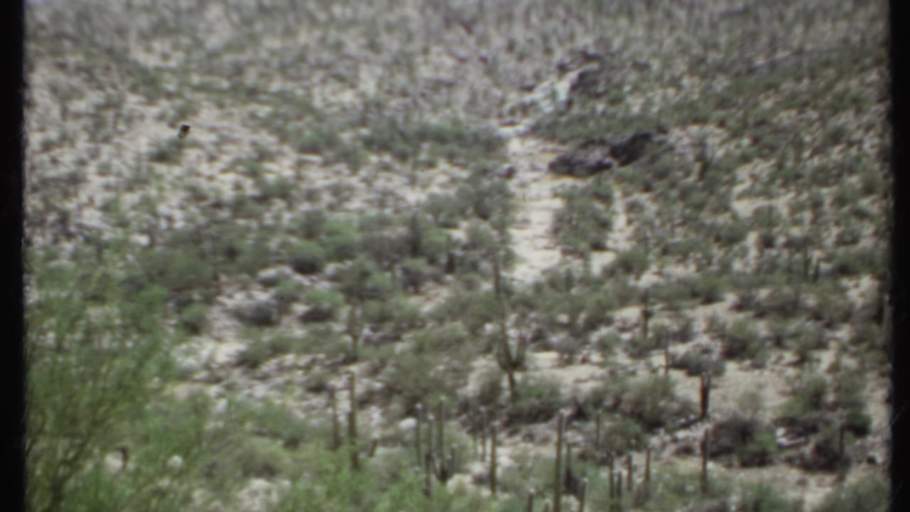 Rocky desert hillside with scattered tall cacti, shrubs, and a pale sky.