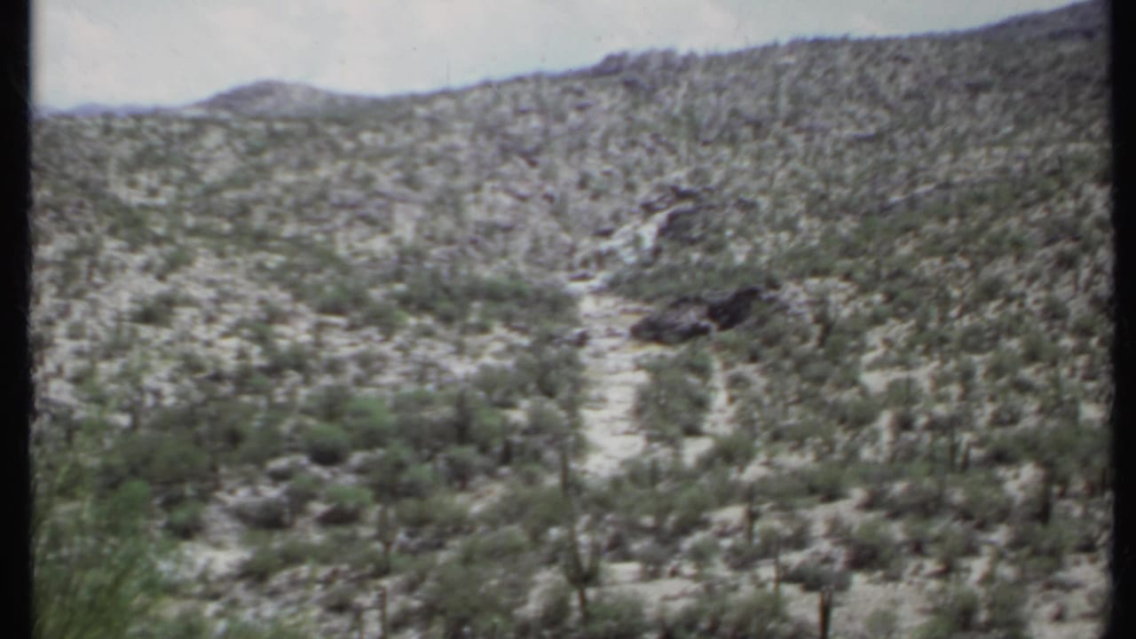 Desert slope with a dry wash, cactus silhouettes, shrubs, and distant hills.