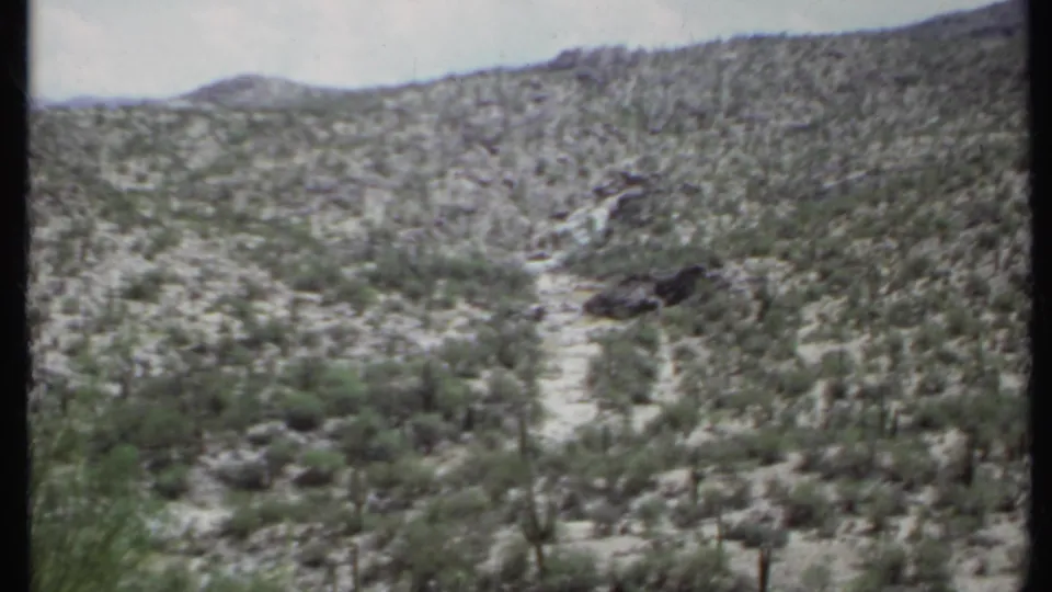 Wide 8mm view of California desert terrain with scattered cactus forms, scrub vegetation, and a pale ridgeline.