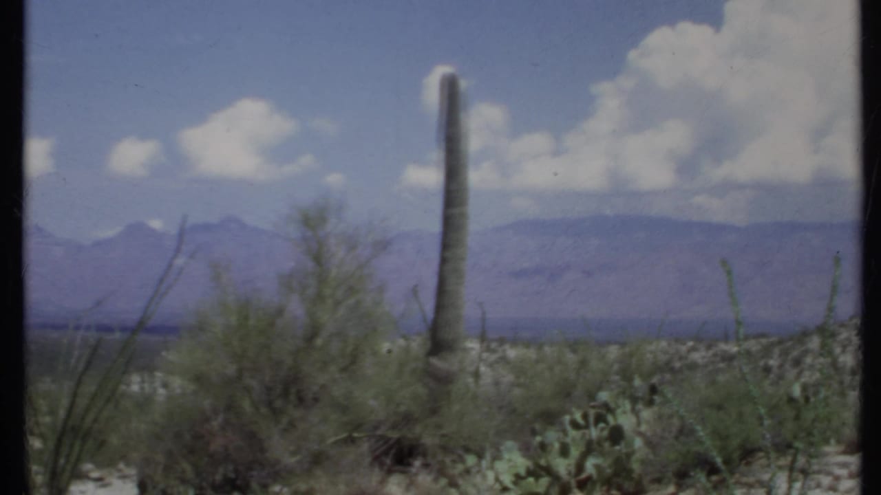 Tall cactus and desert shrubs before hazy mountains under a blue sky.