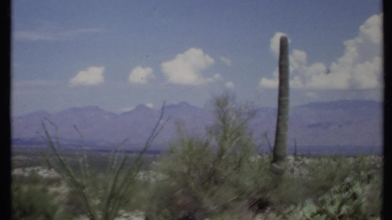 Desert cactus and green brush with mountains and clouds in the distance.