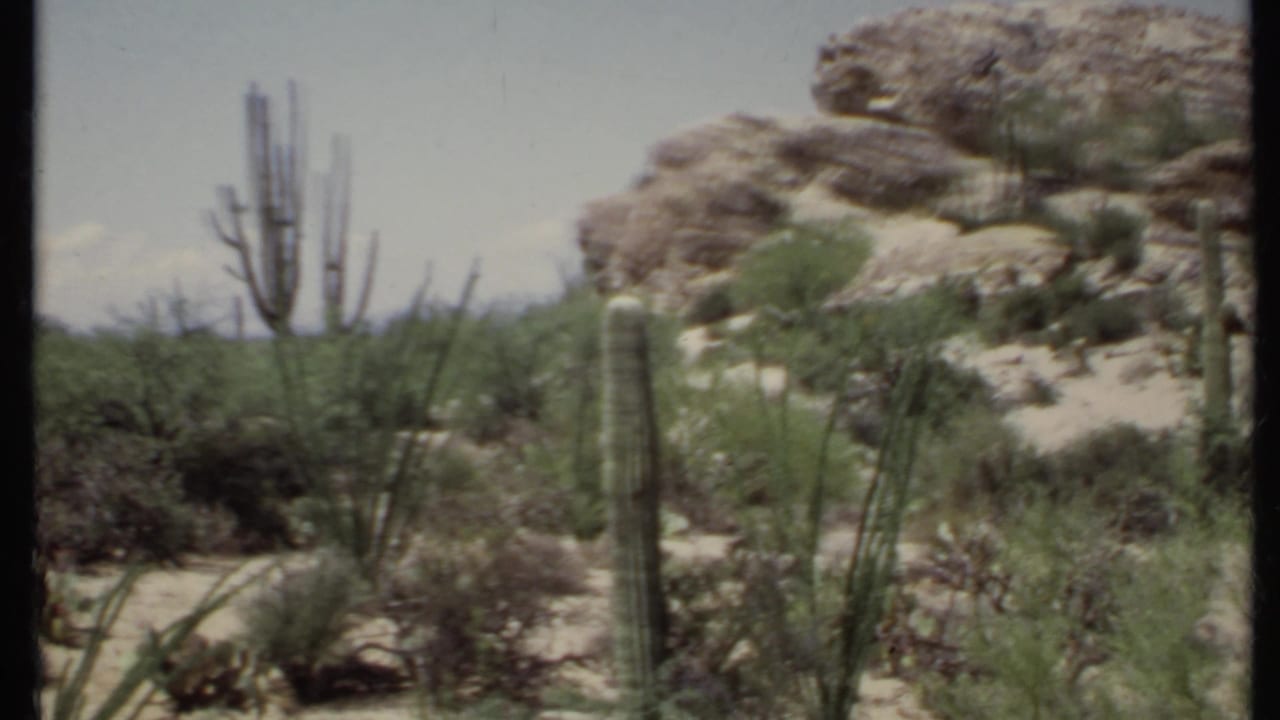 Desert brush with tall cactus stems, boulders, sand, and pale sky.