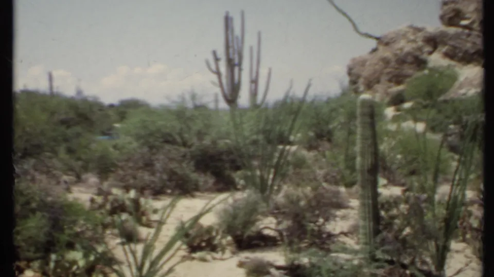 1971 California 8mm frame showing dense desert vegetation, columnar cactus, sandy foreground, low brush, and rocky terrain beyond.