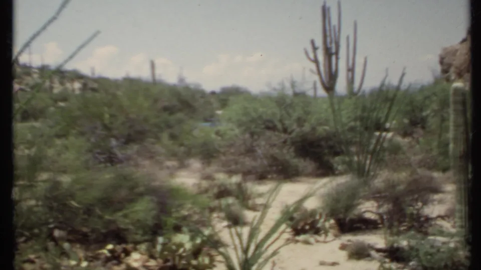 1971 California desert frame with tall cactus, spiky stems, low shrubs, sandy soil, rocky outcrop, and muted 8mm color.