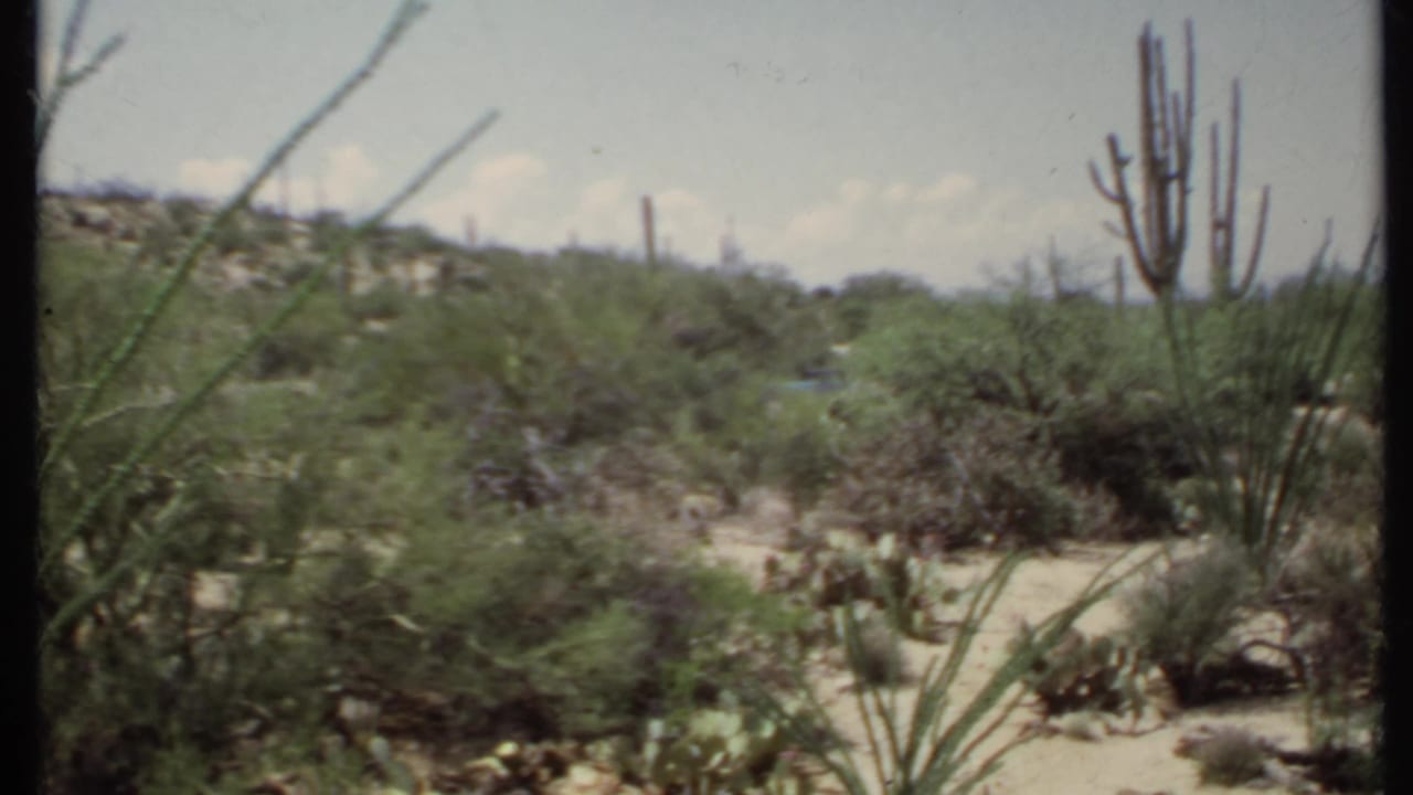 1971 California 8mm frame showing desert vegetation, tall cacti, sandy terrain, and low hills under a bright sky.
