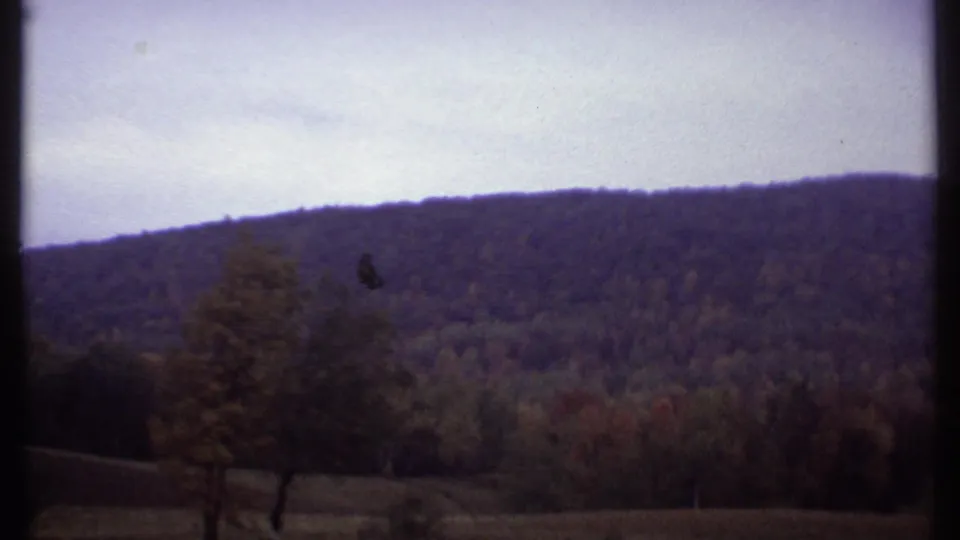 1979 Ithaca-area 8mm frame of a forested hillside with autumn color and a foreground tree under a light overcast sky.