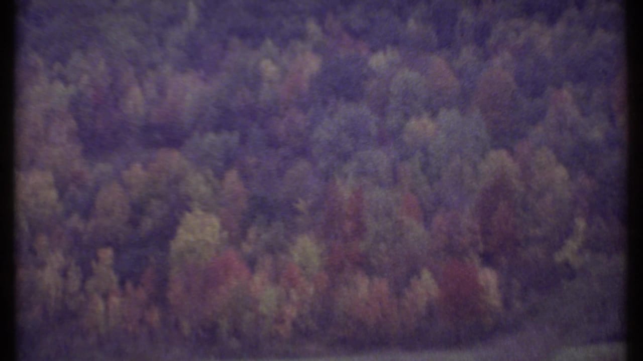 Dense autumn forest fills the frame behind a dark vertical edge.