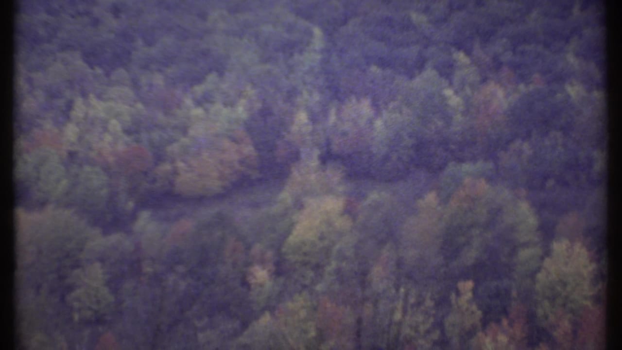 Forested hillside seen through a soft, grainy 8mm frame.