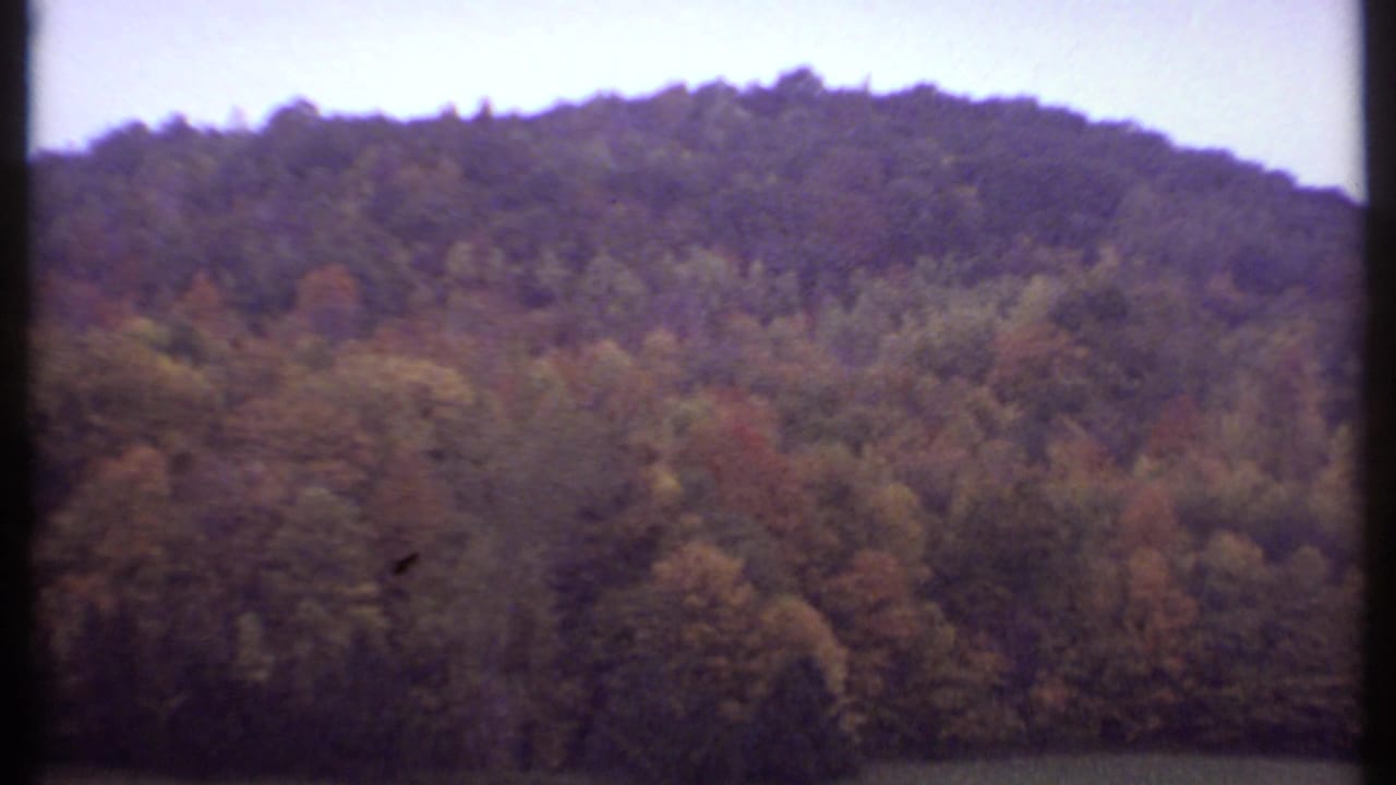 Dense autumn forest on rolling hills with a dark vertical film divider.