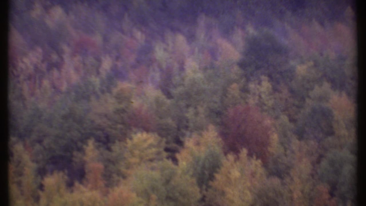 Aerial forest canopy with autumn colors and a dark vertical film edge near center.