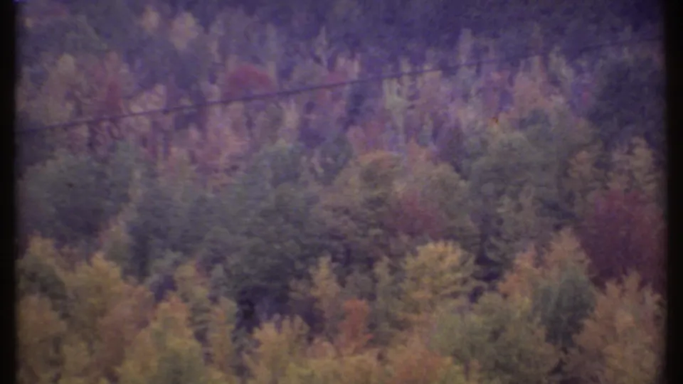 1979 Ithaca-area 8mm frame showing layered autumn forest, soft focus, and a faint horizontal film line.