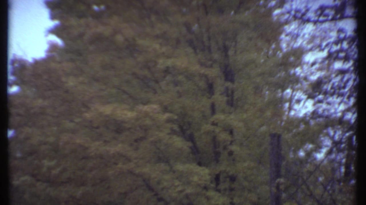 Tall trees and dense green-brown canopy seen through a dark frame edge.