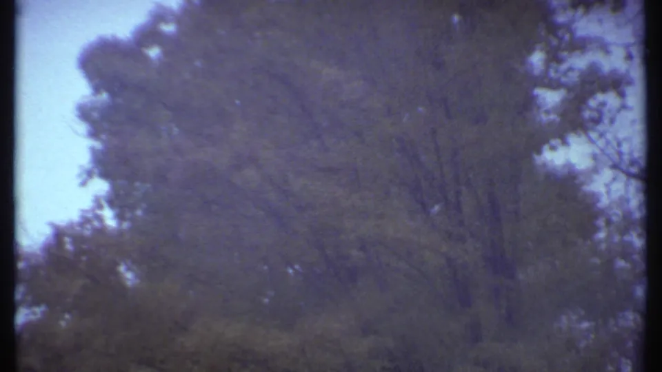 1979 Ithaca home-movie view of blurred trees and pale sky, with the camera moving through or past woodland scenery.