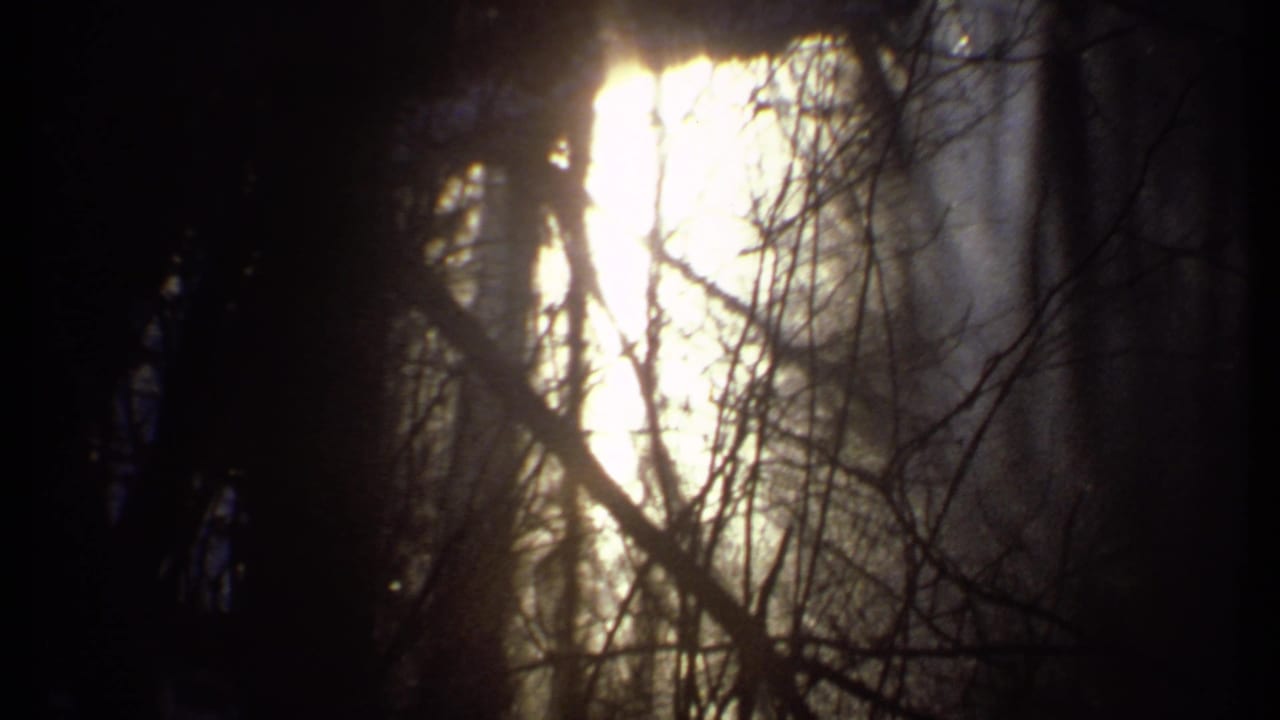 Bright sunlight beams through bare branches and dark tree trunks in a wooded scene.