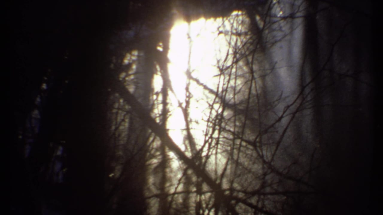 Sunlight shines through a dense pattern of bare branches and shadowed trunks.