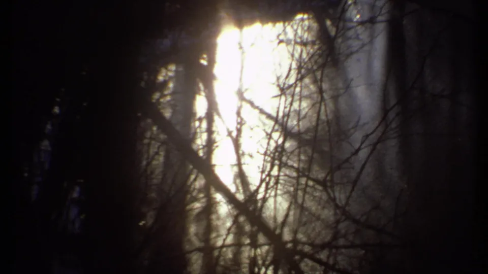 High-contrast 8mm frame of sun rays filtering through bare trees in the Ithaca woods.