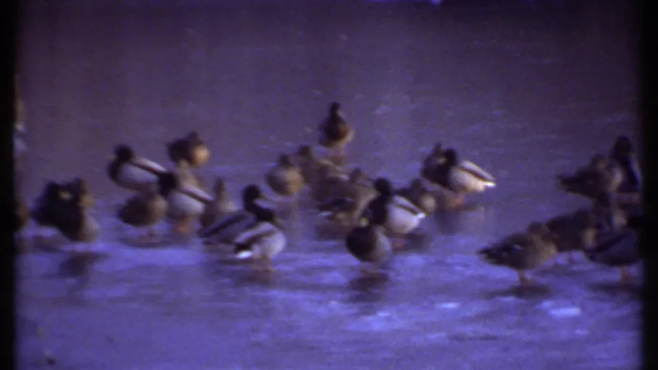 Ducks cluster and stand on the frozen pond surface in Ithaca, with snow along the bank and soft 8mm frame edges visible.
