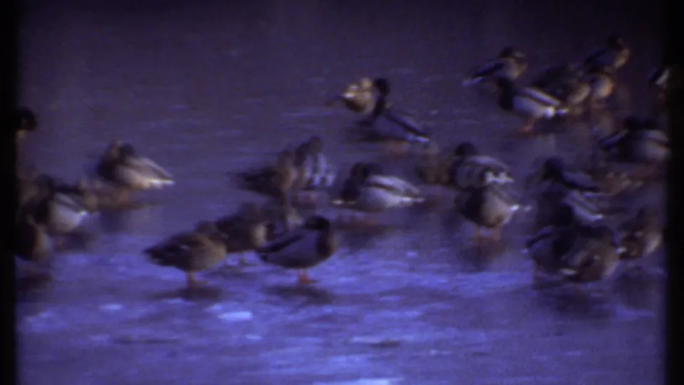 The closing frame shows ducks scattered across the frozen Ithaca pond, with blue-purple 8mm color and soft focus shaping the scene.